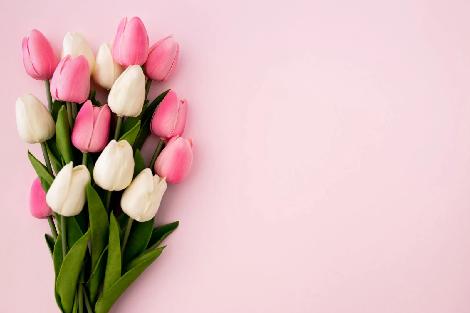 Tulips